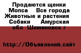 Продаются щенки Мопса. - Все города Животные и растения » Собаки   . Амурская обл.,Шимановск г.